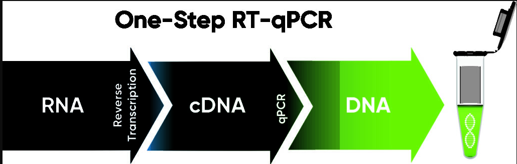Accuris qMAX One-Step RT-qPCR kits